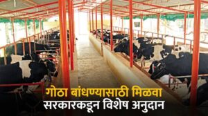 शेतकऱ्यांसाठी सुवर्णसंधी!, ‘गाय गोठा’ बांधण्यासाठी मिळणार 3लाख रुपये अनुदान